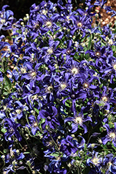 Sapphire Indigo Clematis (Clematis 'Sapphire Indigo') at Sargent's Nursery