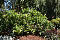 Northland Blueberry (Vaccinium corymbosum 'Northland') at Sargent's Nursery
