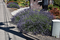 Phenomenal Lavender (Lavandula x intermedia 'Phenomenal') at Sargent's Nursery