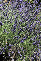 Phenomenal Lavender (Lavandula x intermedia 'Phenomenal') at Sargent's Nursery