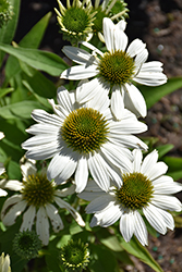 Kismet White Coneflower (Echinacea 'TNECHKW') at Sargent's Nursery