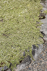 Highland Cream Creeping Thyme (Thymus praecox 'Highland Cream') at Sargent's Nursery