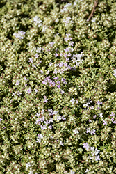 Highland Cream Creeping Thyme (Thymus praecox 'Highland Cream') at Sargent's Nursery