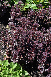 Dark Magic Stonecrop (Sedum telephium 'Dark Magic') at Sargent's Nursery