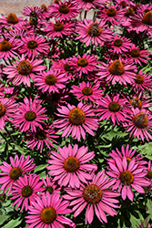 Kismet Raspberry Coneflower (Echinacea 'TNECHKR') at Sargent's Nursery