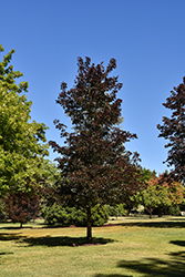 Crimson Sunset Maple (Acer 'JFS-KW202') at Sargent's Nursery