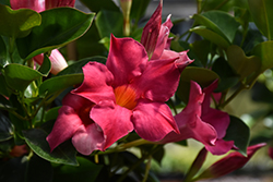 Sun Parasol Pink Mandevilla (Mandevilla 'Sun Parasol Pink') at Sargent's Nursery