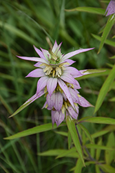 Spotted Beebalm (Monarda punctata) at Sargent's Nursery