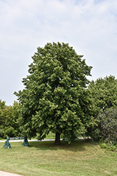 American Linden (Tilia americana) at Sargent's Nursery
