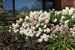 Bobo Hydrangea (Hydrangea paniculata 'ILVOBO') at Sargent's Nursery