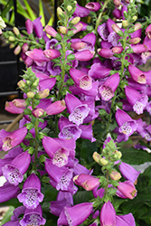 Dalmatian Purple Foxglove (Digitalis purpurea 'Dalmatian Purple') at Sargent's Nursery