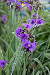 Concord Grape Spiderwort (Tradescantia x andersoniana 'Concord Grape') at Sargent's Nursery