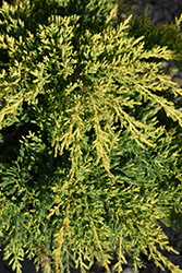 Daub's Frosted Juniper (Juniperus x media 'Daub's Frosted') at Sargent's Nursery