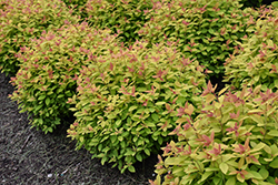Double Play Big Bang Spirea (Spiraea 'Tracy') at Sargent's Nursery