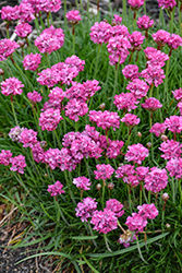 Bloodstone Sea Thrift (Armeria maritima 'Bloodstone') at Sargent's Nursery