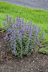 Purrsian Blue Catmint (Nepeta x faassenii 'Purrsian Blue') at Sargent's Nursery