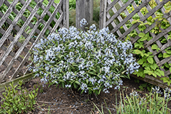 Storm Cloud Bluestar (Amsonia tabernaemontana 'Storm Cloud') at Sargent's Nursery