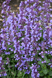 Cat's Pajamas Catmint (Nepeta 'Cat's Pajamas') at Sargent's Nursery