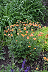 Totally Tangerine Avens (Geum 'Tim's Tangerine') at Sargent's Nursery