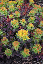 Bonfire Cushion Spurge (Euphorbia polychroma 'Bonfire') at Sargent's Nursery