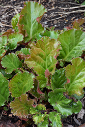 Ripple Effect Bergenia (Bergenia 'Ripple Effect') at Sargent's Nursery