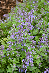Picture Purrfect Catmint (Nepeta 'Picture Purrfect') at Sargent's Nursery