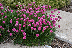Bloodstone Sea Thrift (Armeria maritima 'Bloodstone') at Sargent's Nursery