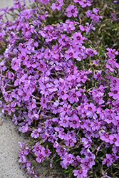 Eye Shadow Creeping Phlox (Phlox subulata 'Eye Shadow') at Sargent's Nursery