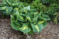 Shadowland Hudson Bay Hosta (Hosta 'Hudson Bay') at Sargent's Nursery