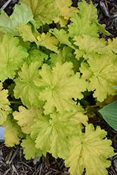 Dressed Up Ball Gown Coral Bells (Heuchera 'Ball Gown') at Sargent's Nursery