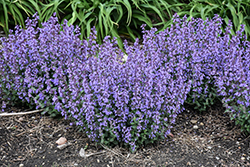 Cat's Pajamas Catmint (Nepeta 'Cat's Pajamas') at Sargent's Nursery