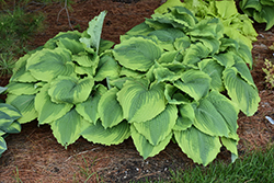 Spartacus Hosta (Hosta 'Spartacus') at Sargent's Nursery