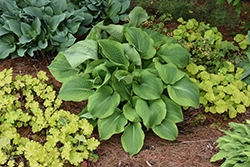 Twin Cities Hosta (Hosta 'Twin Cities') at Sargent's Nursery