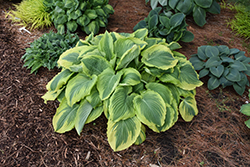 Trendsetter Hosta (Hosta 'Trendsetter') at Sargent's Nursery