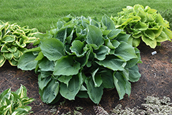 Blue Angel Hosta (Hosta 'Blue Angel') at Sargent's Nursery