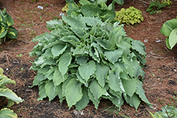 Wind Beneath My Wings Hosta (Hosta 'Wind Beneath My Wings') at Sargent's Nursery