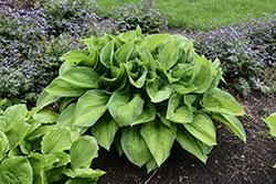 Paradigm Hosta (Hosta 'Paradigm') at Sargent's Nursery