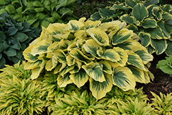 Liberty Hosta (Hosta 'Liberty') at Sargent's Nursery