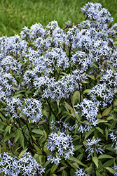 Storm Cloud Bluestar (Amsonia tabernaemontana 'Storm Cloud') at Sargent's Nursery