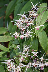 Domino Barrenwort (Epimedium 'Domino') at Sargent's Nursery