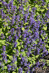 Chartreuse On The Loose Catmint (Nepeta 'Chartreuse On The Loose') at Sargent's Nursery