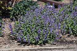 Picture Purrfect Catmint (Nepeta 'Picture Purrfect') at Sargent's Nursery