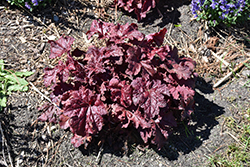 Red Dragon Coral Bells (Heuchera 'Red Dragon') at Sargent's Nursery