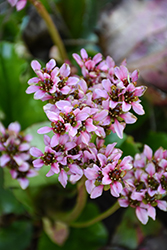 Peppermint Patty Bergenia (Bergenia 'Peppermint Patty') at Sargent's Nursery