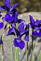 Caesar's Brother Siberian Iris (Iris sibirica 'Caesar's Brother') at Sargent's Nursery