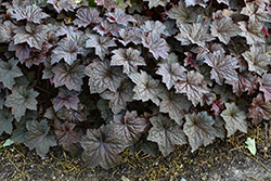 Palace Purple Coral Bells (Heuchera micrantha 'Palace Purple') at Sargent's Nursery