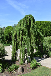 Weeping European Larch (Larix decidua 'Pendula') at Sargent's Nursery