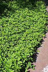 Common Wild Strawberry (Fragaria virginiana) at Sargent's Nursery