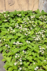 Common Wild Strawberry (Fragaria virginiana) at Sargent's Nursery