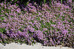 Elfin Creeping Thyme (Thymus praecox 'Elfin') at Sargent's Nursery